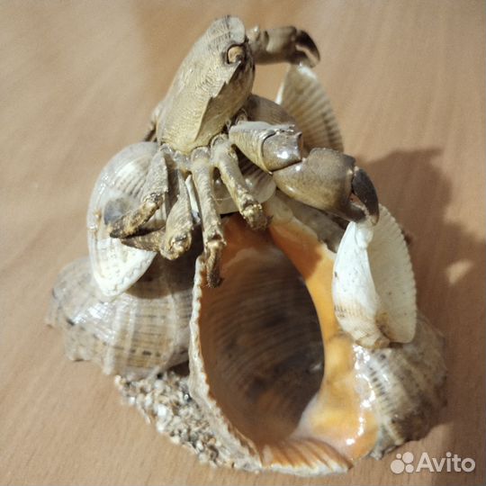 Поделка из ракушек