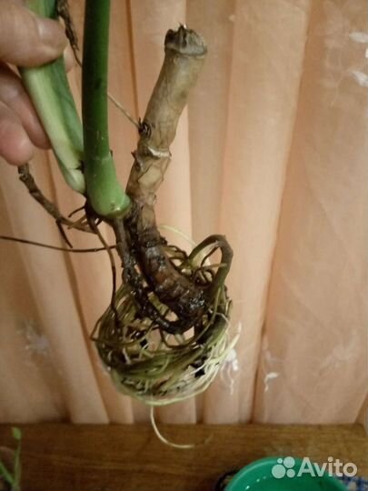 Монстера delica