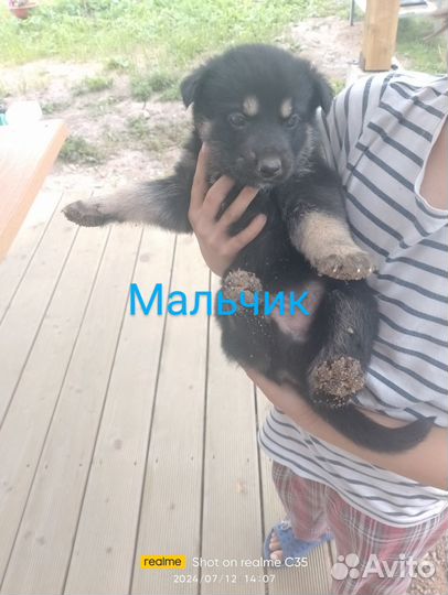 Щенки в добрые руки