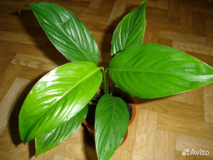 Спатифиллум, сингониум, сциндапсус пестролист