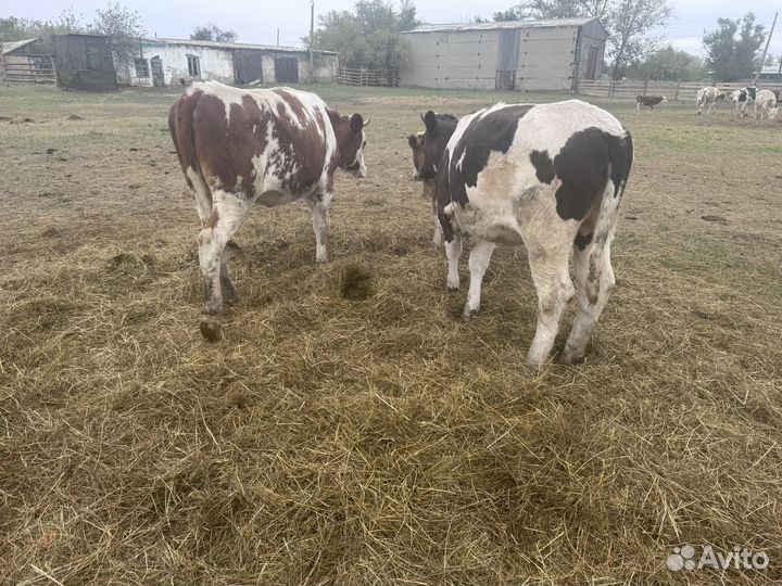 Быки и телки