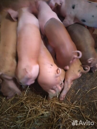 Поросятки разных пород