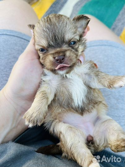 Чихуахуа мини