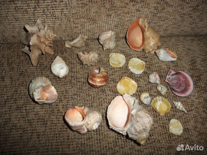 Ракушки для аквариума, камни, грунт