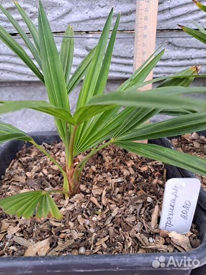 Трахикарпус пальма