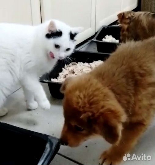 Два Снежных Барсика