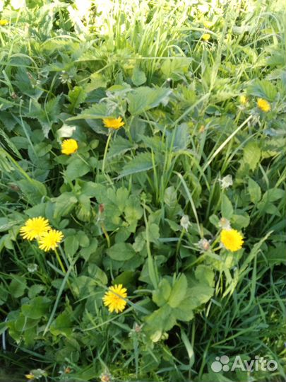 Одуванчики