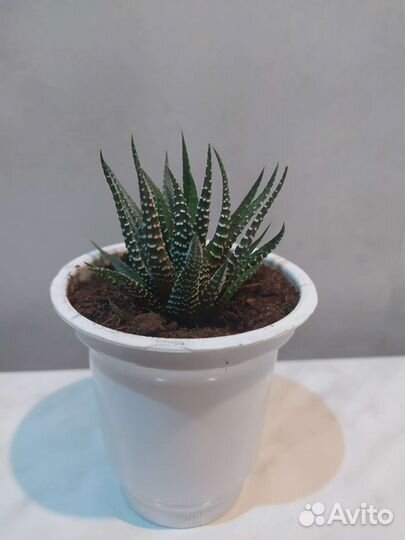 Хавортия полосатая