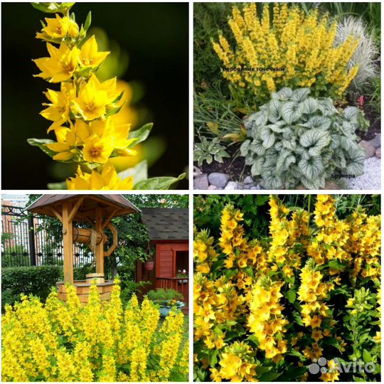 Вербейник, астра, иссоп, золотарник