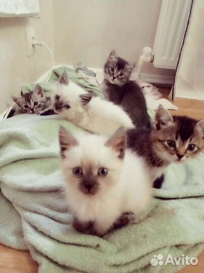 Котята в добрые руки)
