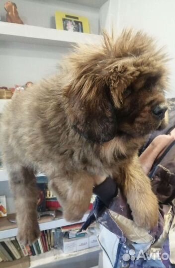 Тибетский мастиф