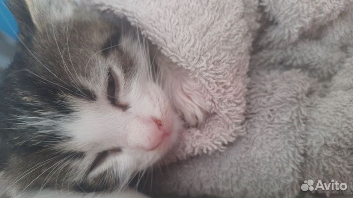 Котёнок в добрые руки отвечаем только взрослым