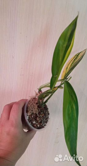 Сциндапсусы, эпипремнумы