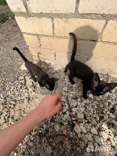 Котята в добрые руки сфинкс