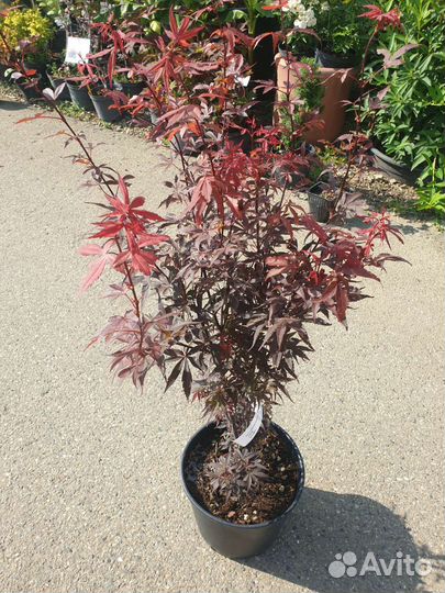 Клен веерный, дланевидный 'Atropurpureum'
