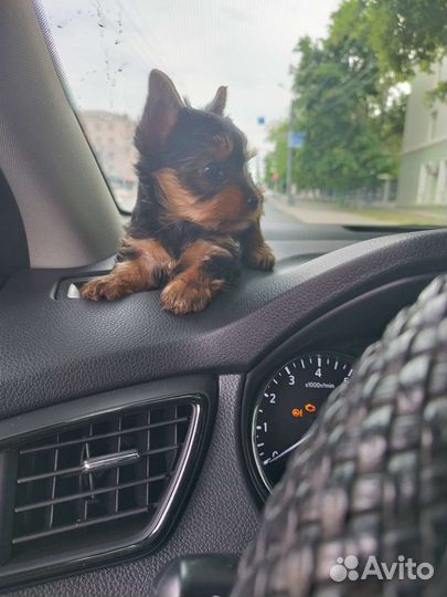 Йоркширские терьеры. Доставка из Челябинска