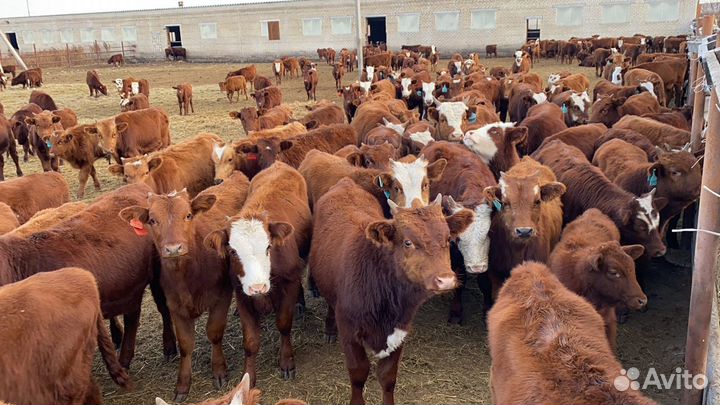 Продажа бычков
