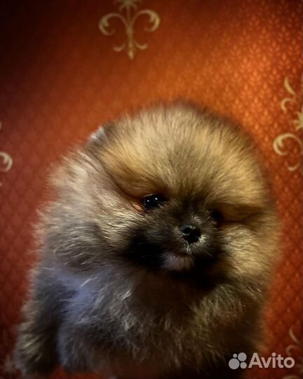 Шпиц мини мальчик померанец