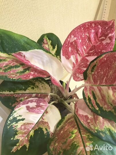 Aglaonema Rattana Rung Rueng