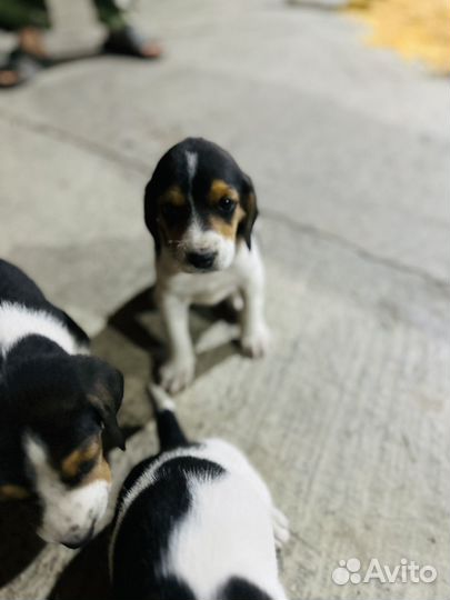 Эстонская гончая щенки