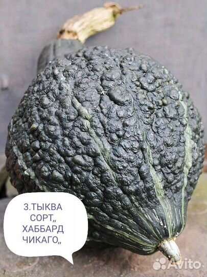 Семена тыквы