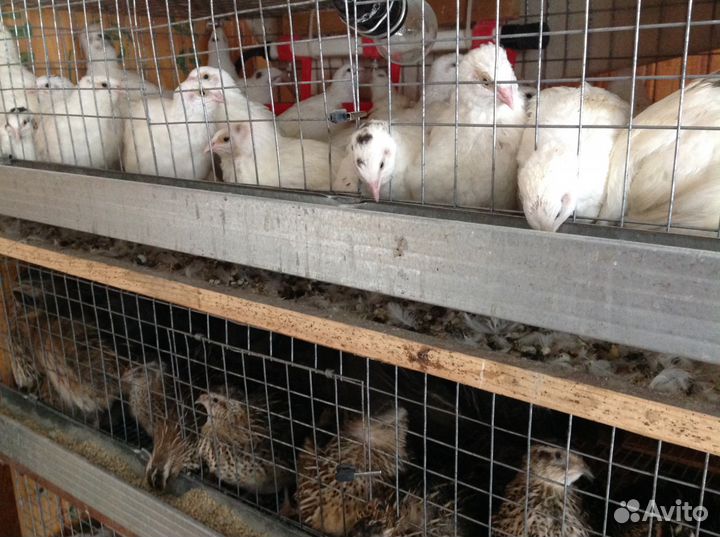 Перепела. Яйцо