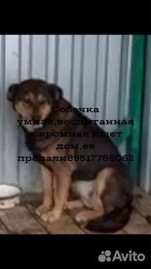 Чья собака попала в отлов