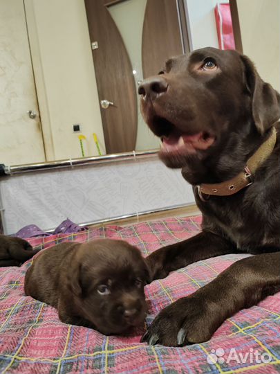 Щенки лабрадора шоколадные