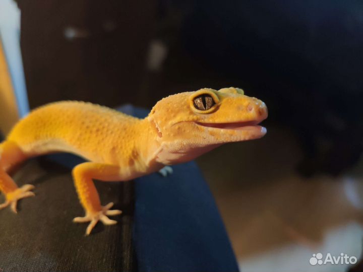 Эублефар самка