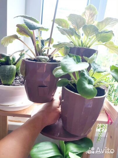 Фиалка с кашпо