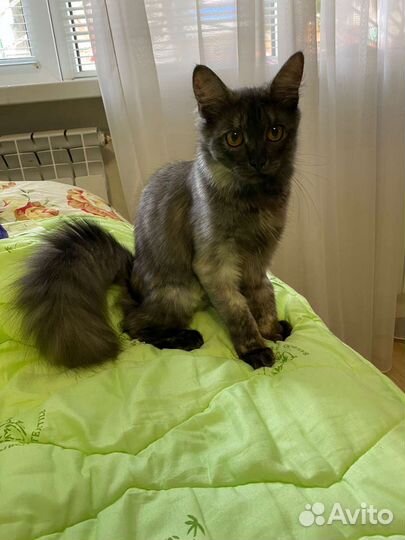 Кошка в дар бесплатно