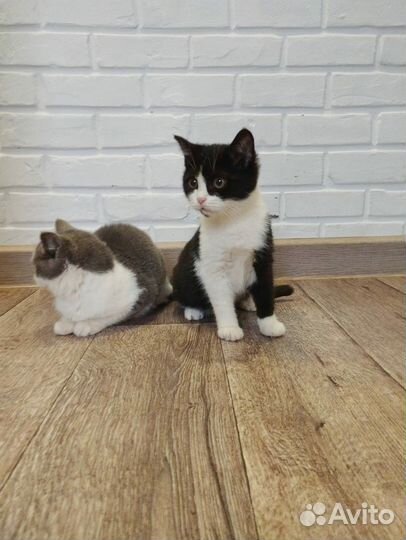 Котята ищут дом