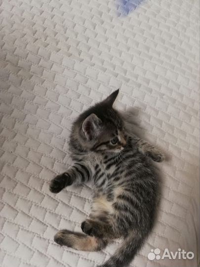 Мейн-кун бесплатно