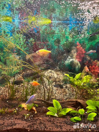 Рыбки тернеции