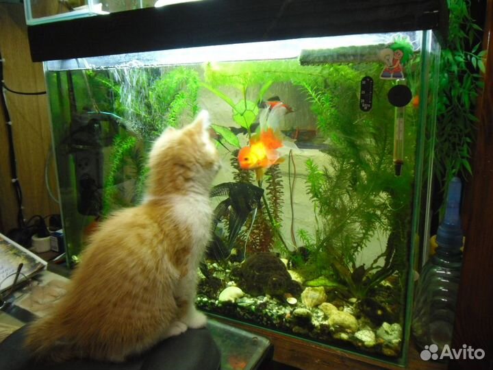 Аквариум