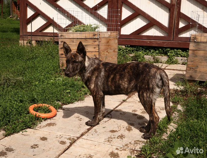 Руби ищет дом