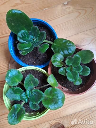 Фиалка в пластиковом горшке пока без цветов