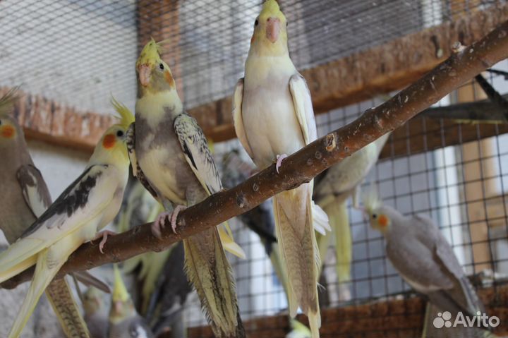 Попугаи корелла