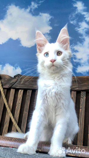 Котята мейн-кун