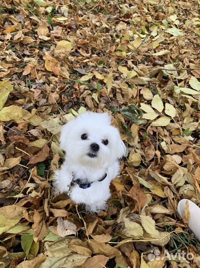 Кобель мальтезе вязка