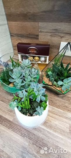 Суккуленты