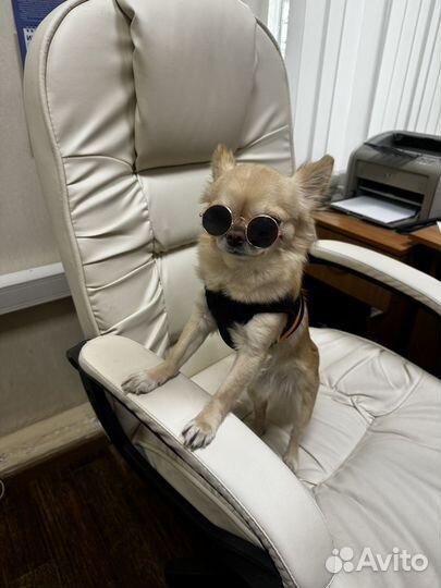 Щенки чихуаху длинношерстные мальчики