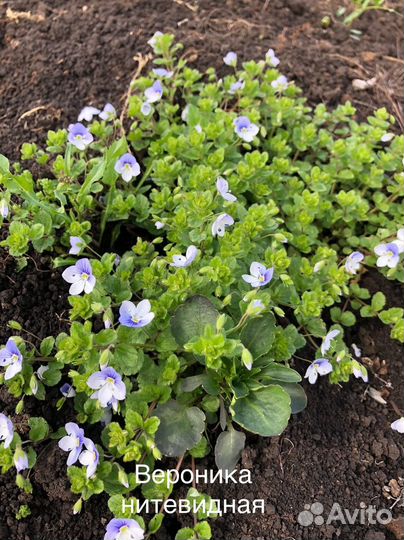 Иссоп и вероника нитевидная