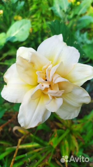 Лилейники махровые