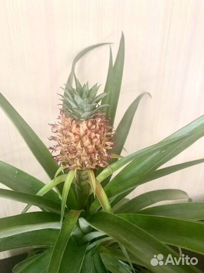 Ананас комнатный