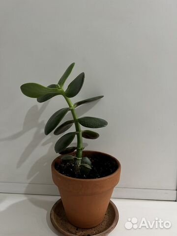 Толстянка(денежное дерево)