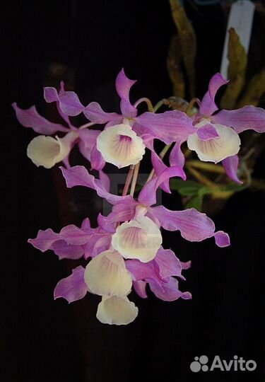 Орхидея Dendrobium tortile