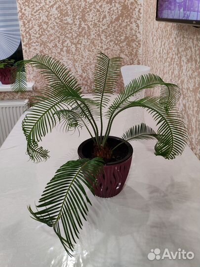 Комнатные цветы