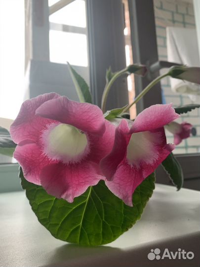 Глоксиния цветущая