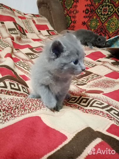 Котята от Вислоухого Шотландца +Остроухой Британки